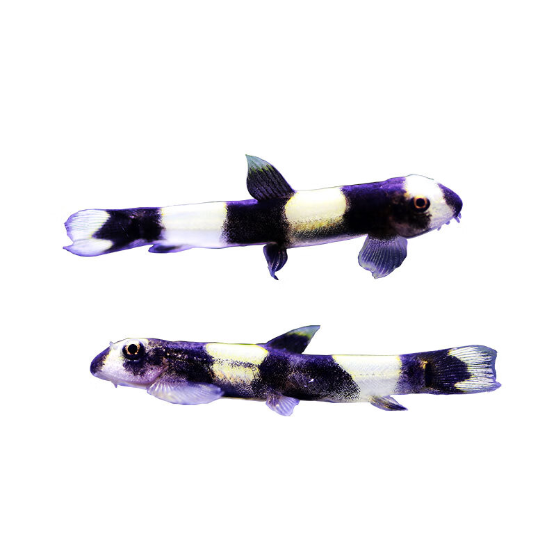 冷水鱼活体活物原生黑白熊猫鳅金线鳅李氏虾虎白面虾虎淡水草缸除涡虫