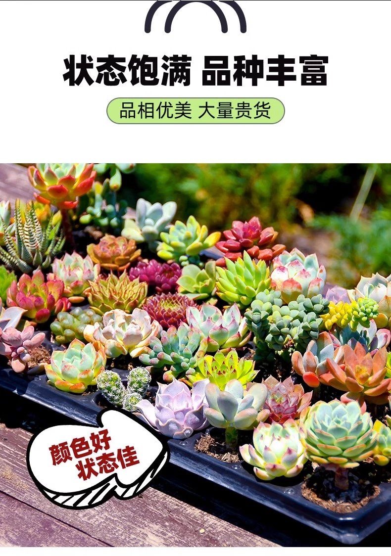 6，多肉植物組郃室內小盆栽玉露含盆帶土肉肉大顆株好養花卉綠植 精品30顆多肉(品種隨機)+3包土+