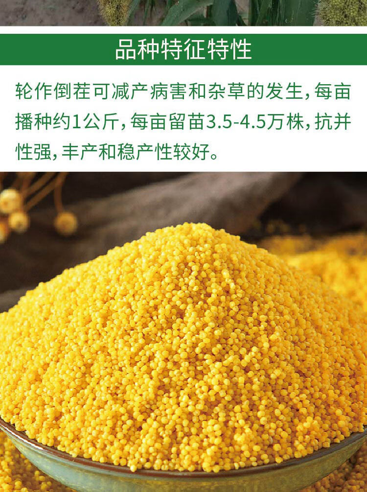 橙伯乐懒汉千斤香粘香谷子种子抗鸟害酿酒包粽子糯小米种子粘米种子红