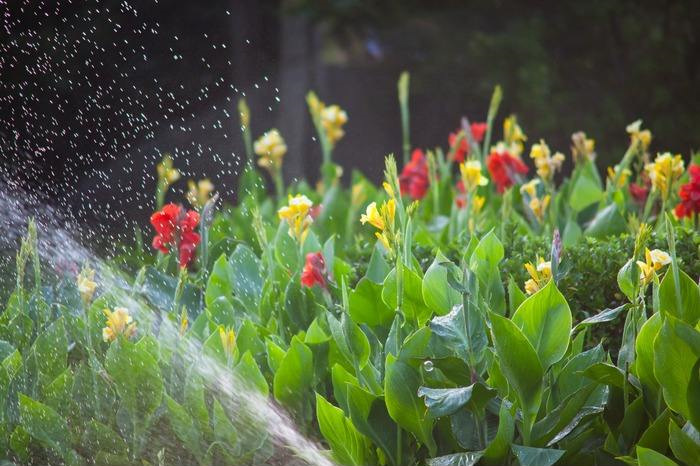 挺水植物红色花苗湿生水生植物庭院盆栽室外湿地园林绿化美人蕉5棵