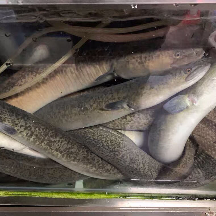 鲜活鳗鱼黄白鳝花鳝鱼淡水鱼河水产鲜活体发货 16-28厘米苗 淡水也生