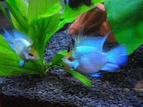 长尾桃心金波子活体短鲷小型热带淡水阿凡达荷兰凤凰成鱼纯种家养办公