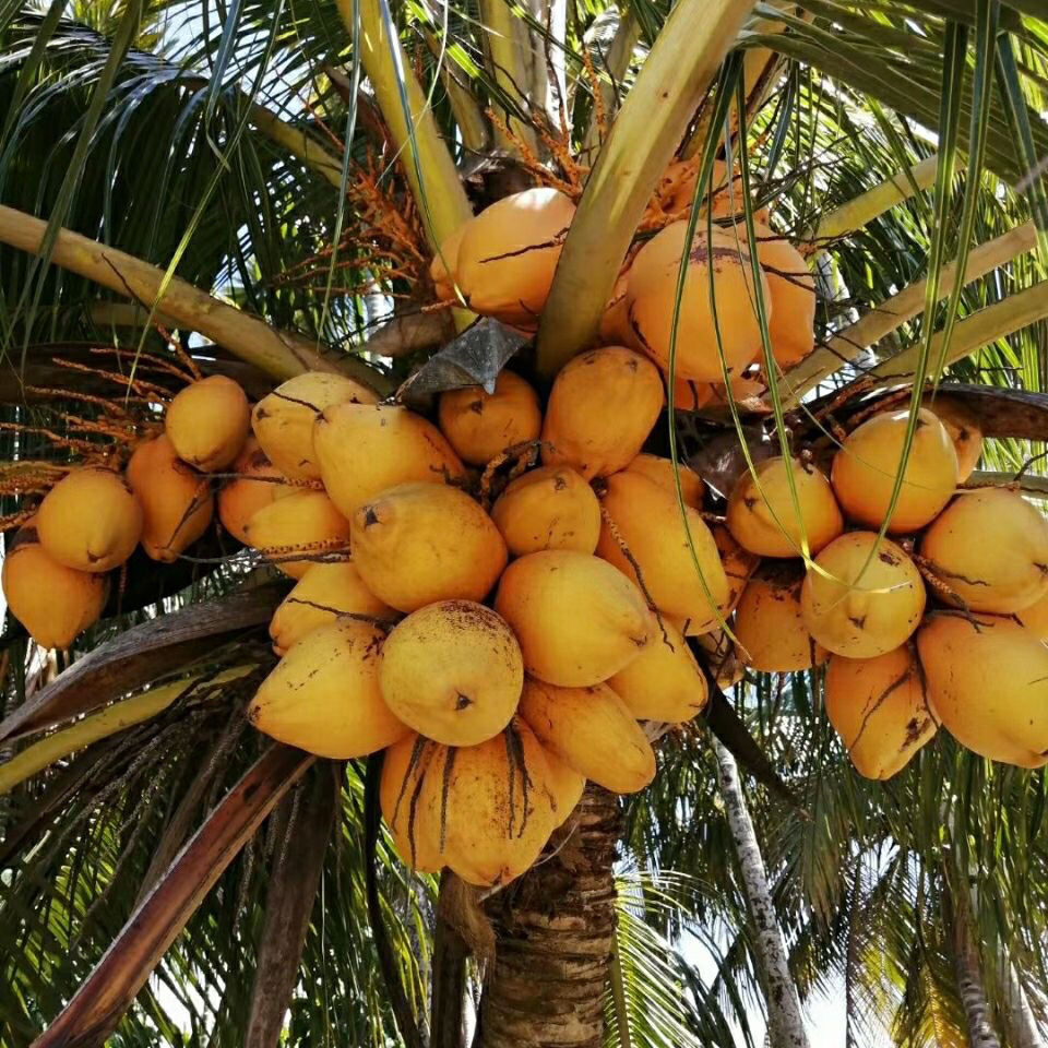 海南金椰现摘新鲜带皮椰青黄金椰子当季孕妇水果补羊水黄椰整箱黄金椰