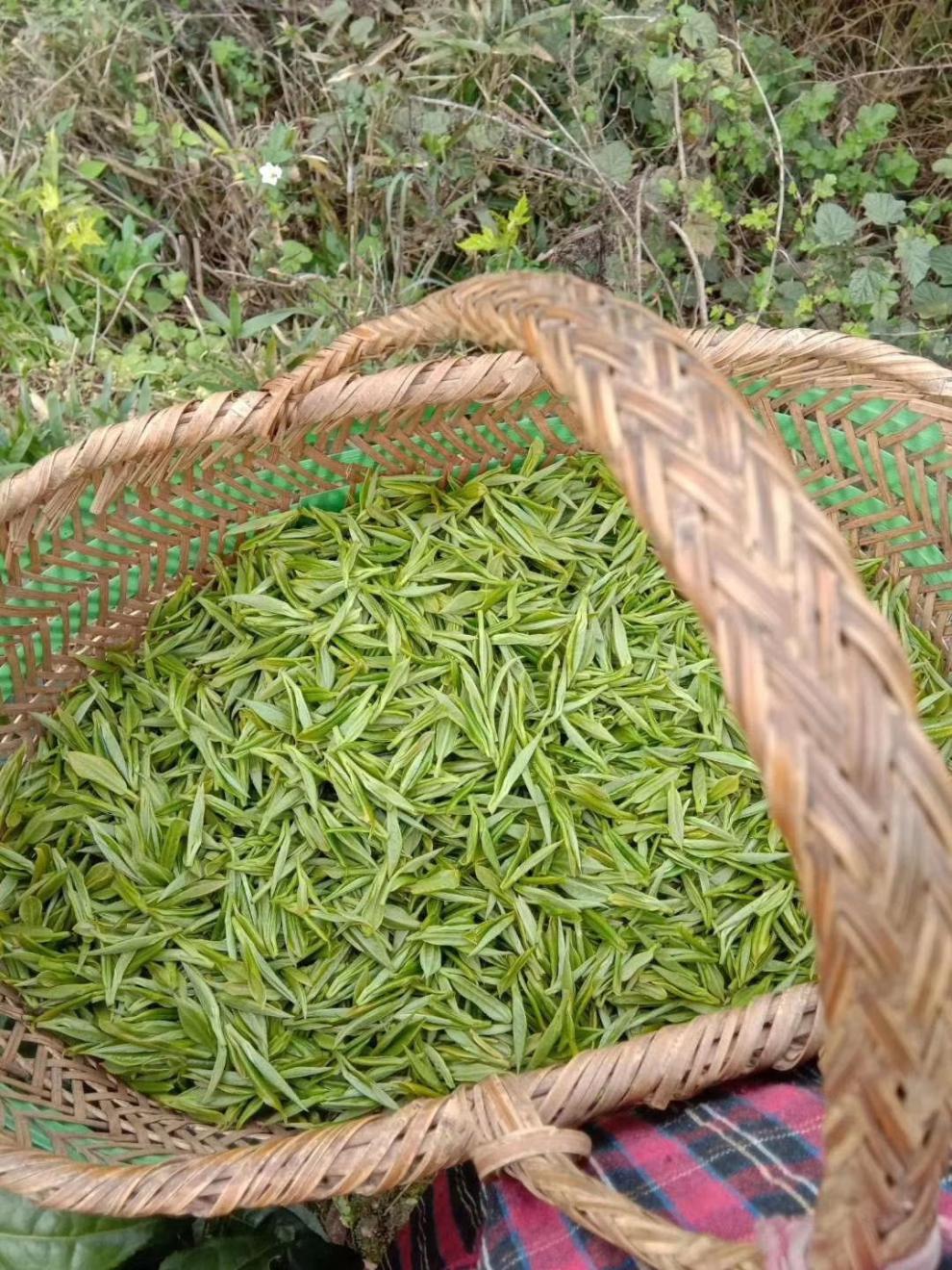 云舵 泾县兰香2022新茶绿茶兰香高山云雾茶罐装茶叶250g多规格可选