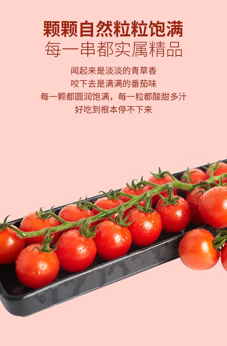 枝纯串收番茄198g2盒新鲜小番茄新鲜水果新鲜小番茄f
