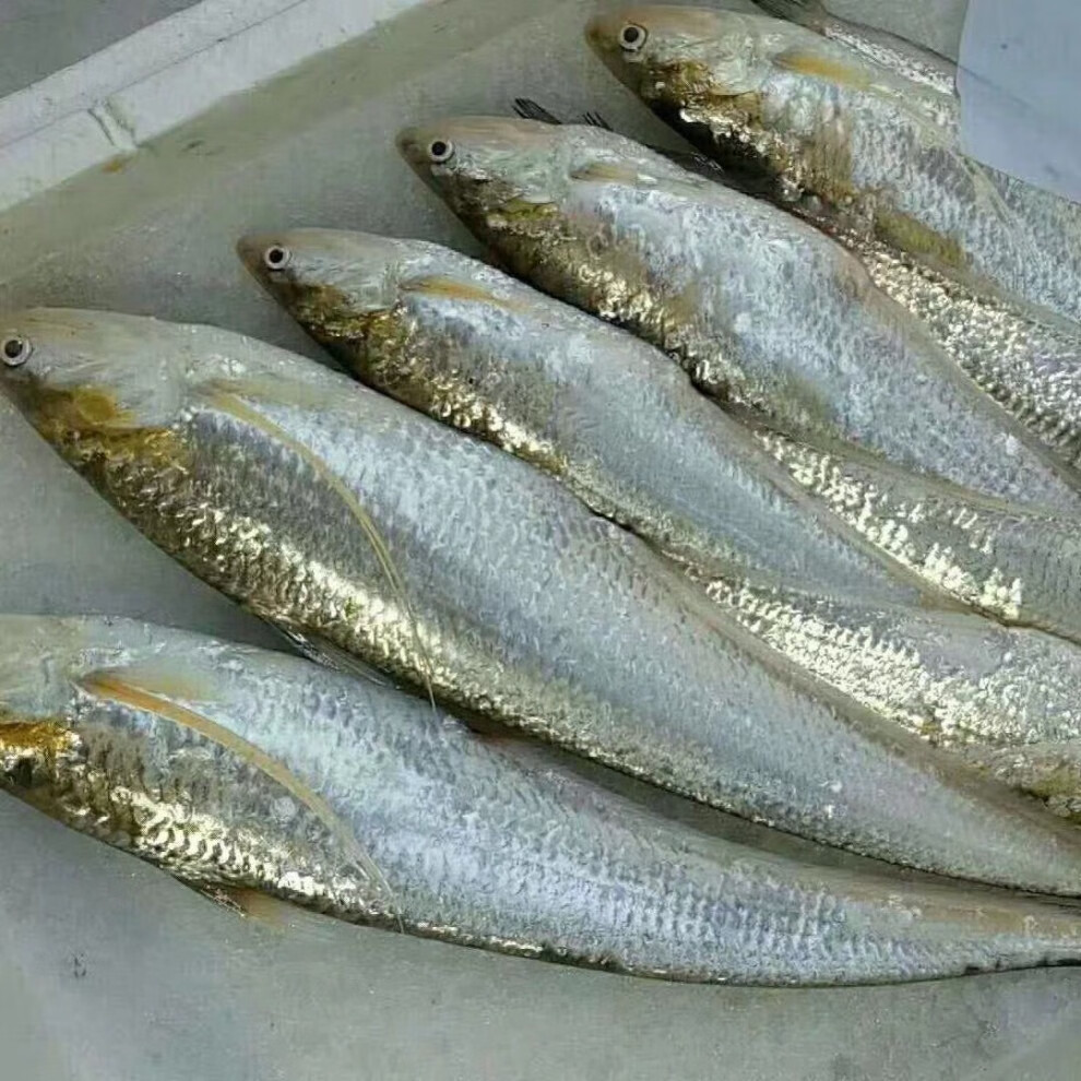 新鲜刀鱼 凤尾鱼新鲜肉肥 速冻发货 每斤9-10条1000克【图片 价格