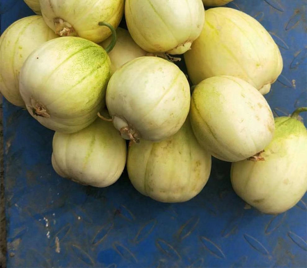东北香瓜品种分类图片图片