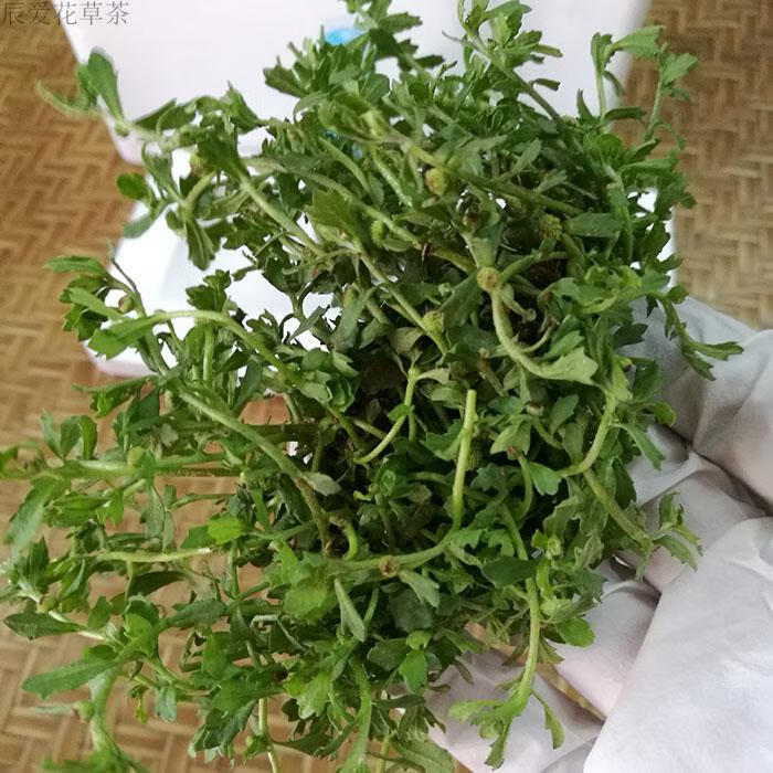 新鲜鹅不食草滴鼻汁 鹅不吃草 现榨鹅里不食草榨汁液 50ml/瓶 鹅不食
