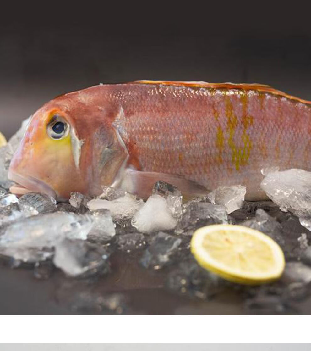 天然马头鱼鲜活冷冻海鲜深海甘鲷鱼斧头鱼水产厂家批发海钓腾旺纳跃3