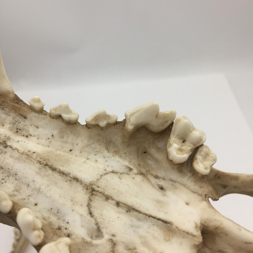 赤槿高档轻奢定制送同事朋友商场同款动物狼头骨模型标本化石绘画教学