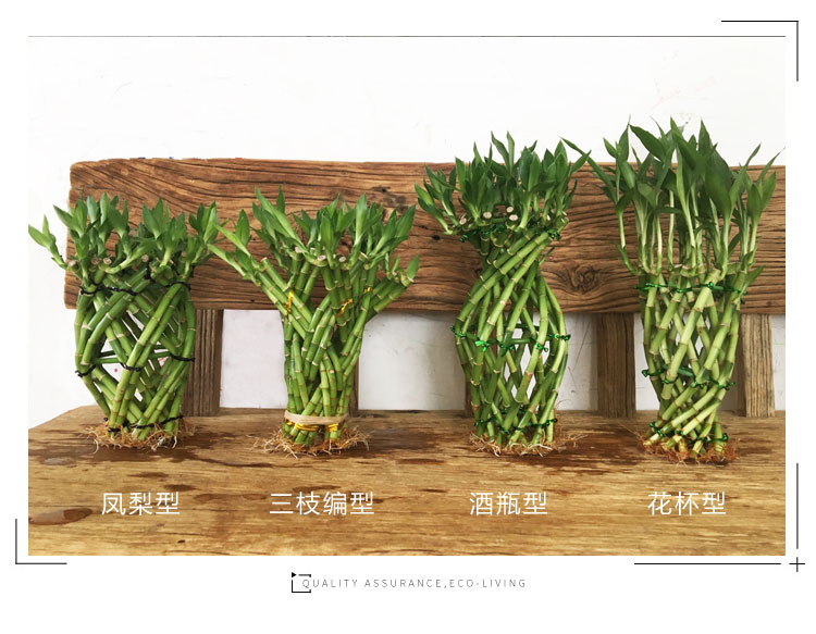 客厅富贵竹植物水培土培水养盆栽节节高绿植步步高龙竹土培 圆筒编织