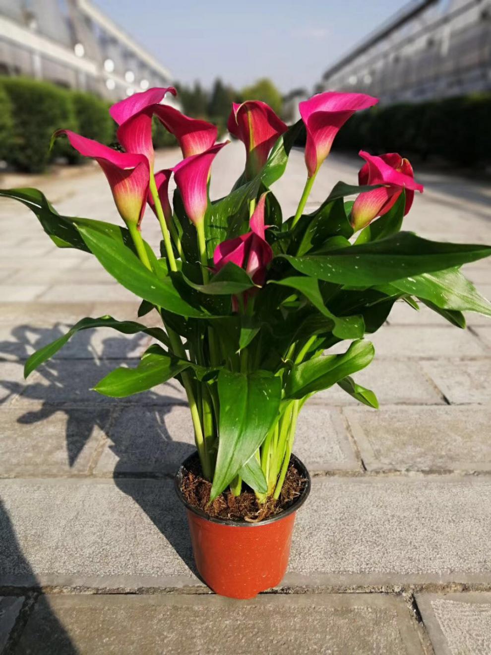 马蹄莲盆栽【彩色马蹄莲】带花发货荷兰品种基地直销大盆栽室内阳台