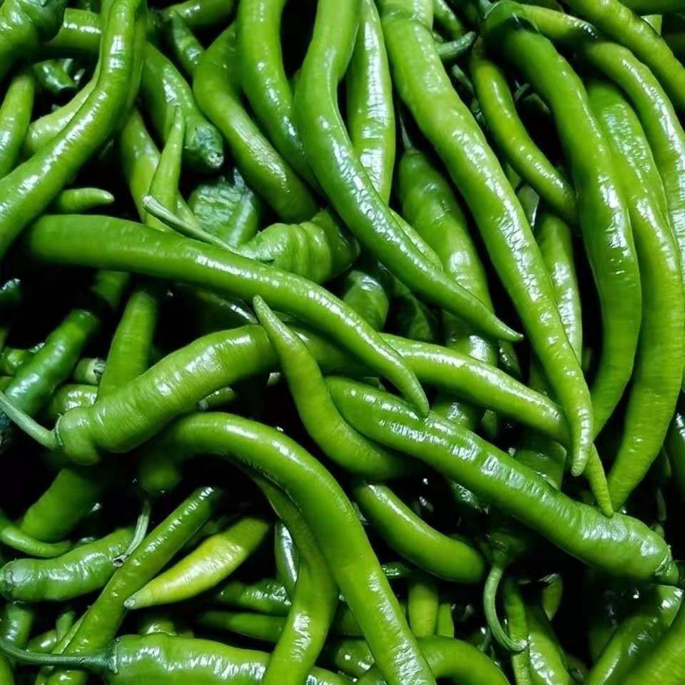 线椒新鲜青椒辣椒二荆条线椒农家自种生鲜蔬菜 带箱10斤精选装xh
