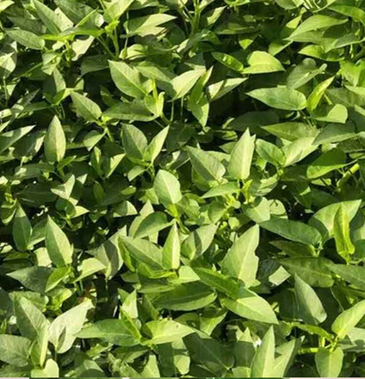 鲜美惊 空心菜新鲜2斤3斤重庆农家藤藤菜蕹菜蓊菜通心菜无心菜空筒菜