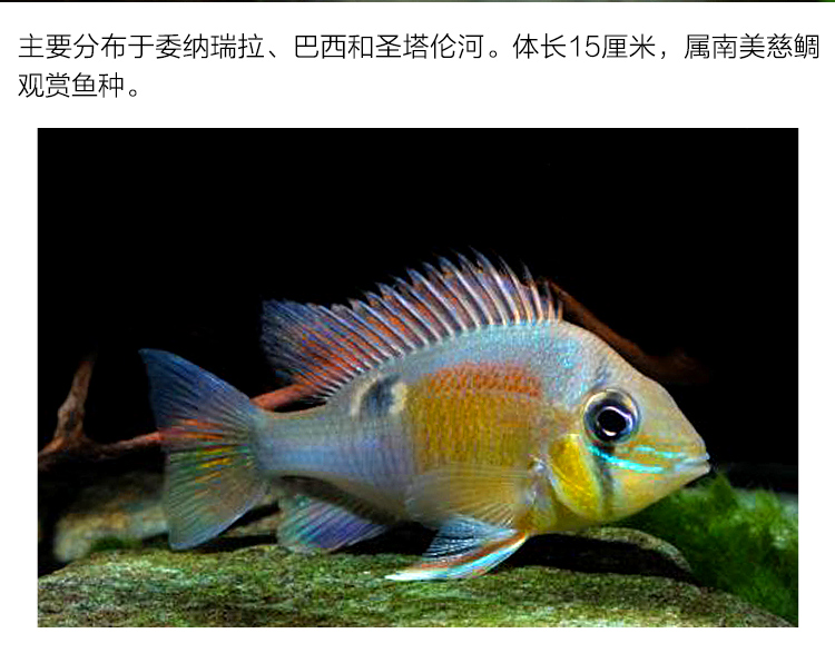 热带鱼活体活物圣塔伦黄腹月亮宝石南美慈鲷温顺易养原生食土鲷热带