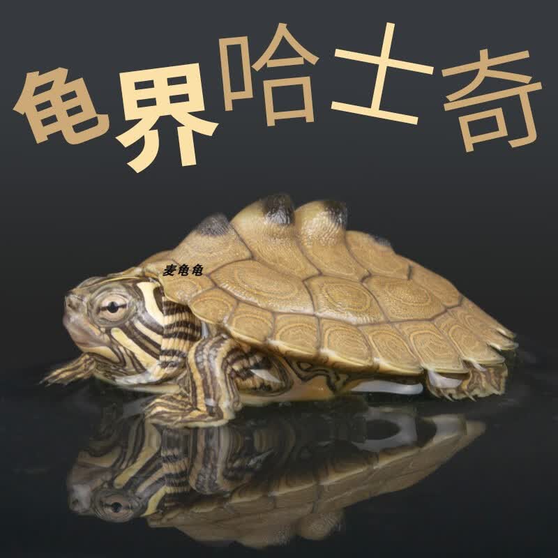 地图龟清洁龟深水观赏宠物乌龟黑瘤图忍者龟黄头龟吃鱼粪屎龟活体采缇