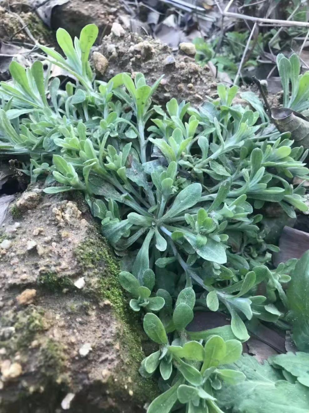 湖北罗田英山浠水特产农家手工雪花粑软雀粑印花粑 【原味夹米】印花