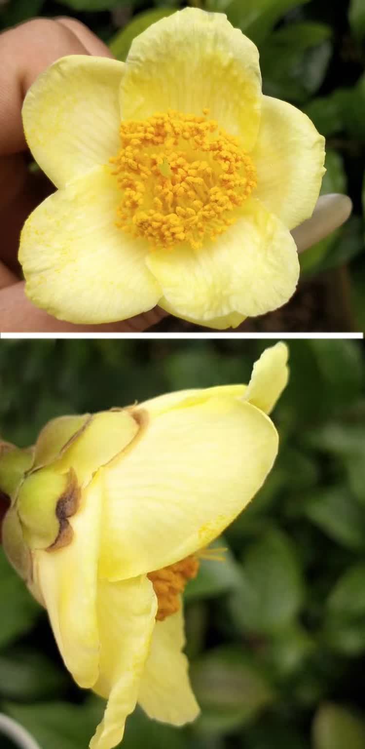 毛瓣金花茶树苗盆栽茶花树苗名贵花卉稀有品种原生金花茶苗 毛瓣