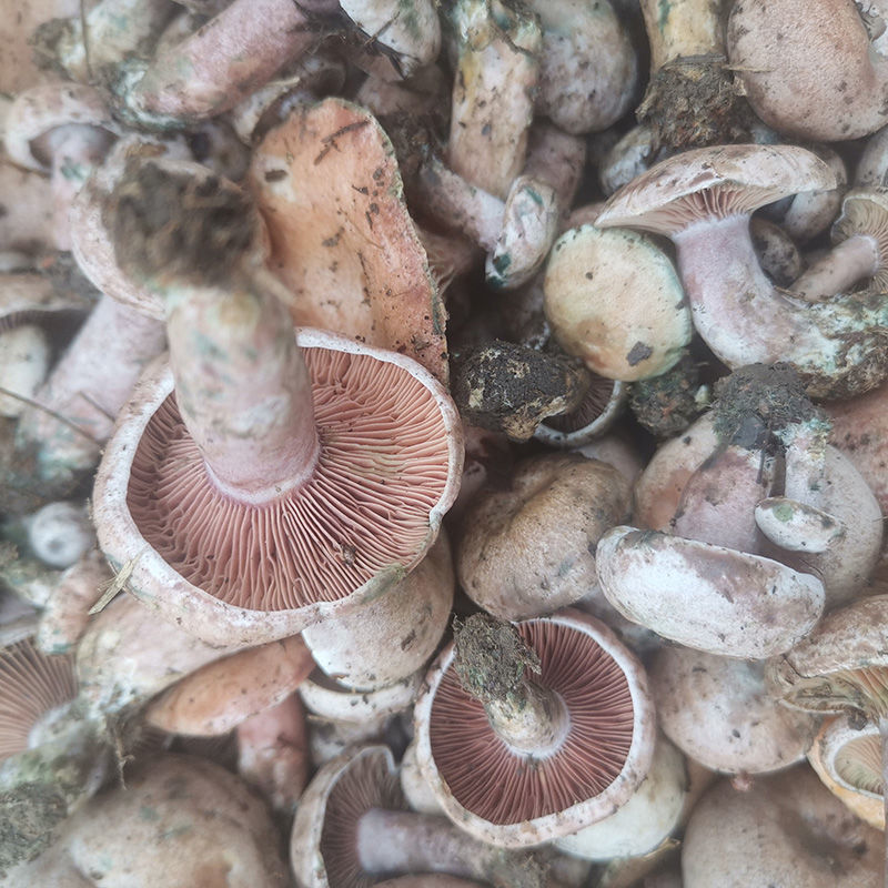 小香菇 【新鲜现货】枞菌寒菌野生菌乌枞菌蘑菇雁鹅菌重阳菌黄菌紫花