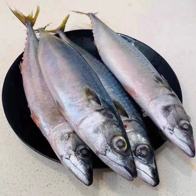 新鲜冷冻青鱼鲐鲅鱼青占鱼青条鱼10斤20斤一斤整箱 30斤装 安徽浙江