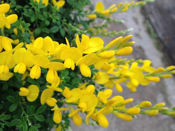 金雀花盆栽大苗黄金雀食用新鲜金雀梅花卉四季阳台庭院盆景金雀花超大