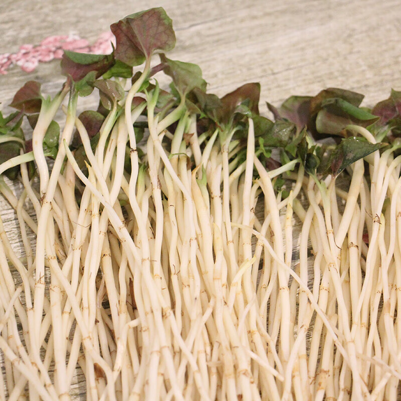 晨臻四川新鲜鱼腥草嫩芽折耳根嫩芽 叶带根嫩尖清脆节节根折耳根son 1