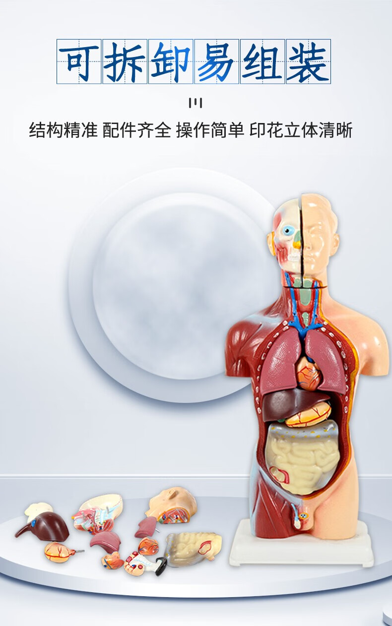 人体解剖模型器官可拆卸医学教学心脏内脏模型玩具躯干结构图精品医学