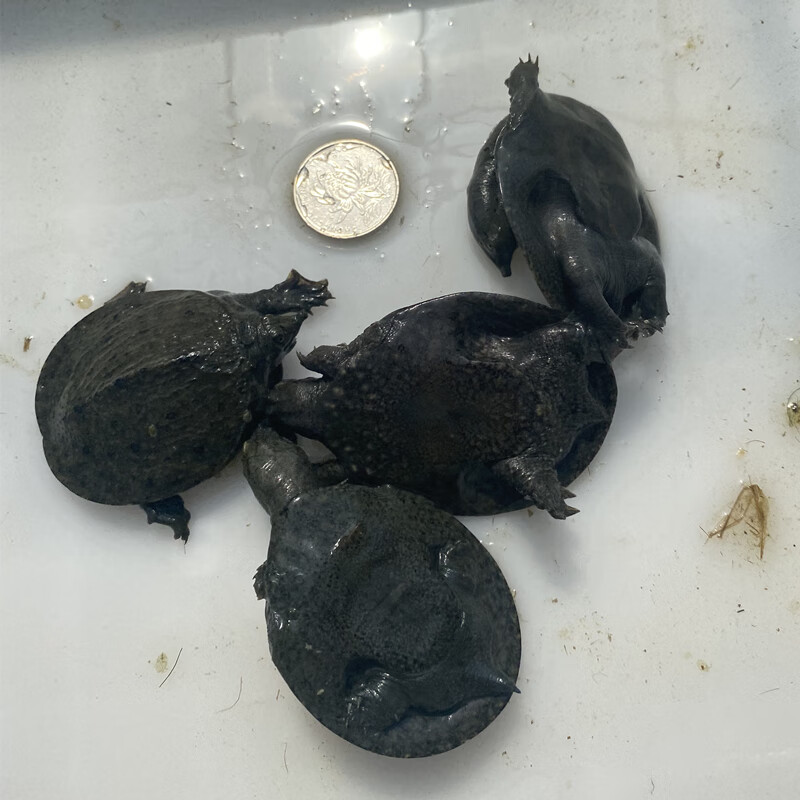 绿色召集令外塘乌鳖苗全黑小甲鱼王八苗包活包损养殖活体中华苗杂食 8