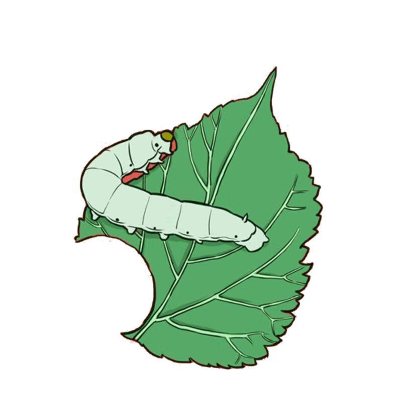 大白蚕结茧蚕大蚕成年蚕活蚕吃新鲜桑叶5龄四五龄蚕宝宝白蚕卵50粒