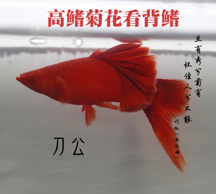 荣郁高鳍红箭鱼苗菊花帆红剑鱼狼牙热带鱼观赏鱼刀公新品5个月精品