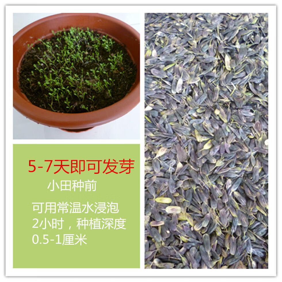 帅轩板蓝根种子中药材大青叶种籽蓝靛青靛四季盆栽板蓝根种子500粒