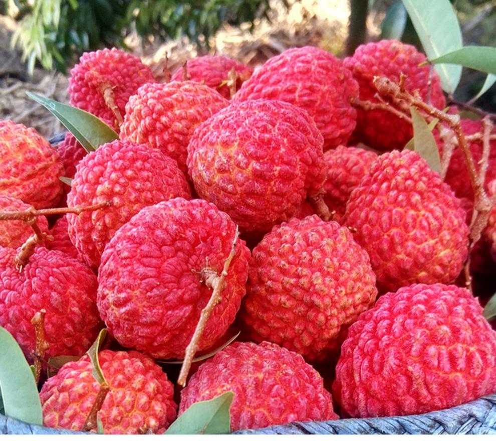 jd顺丰速运海南荔枝王火山荔枝王特级海口火山岩荔枝王时令生鲜现摘应