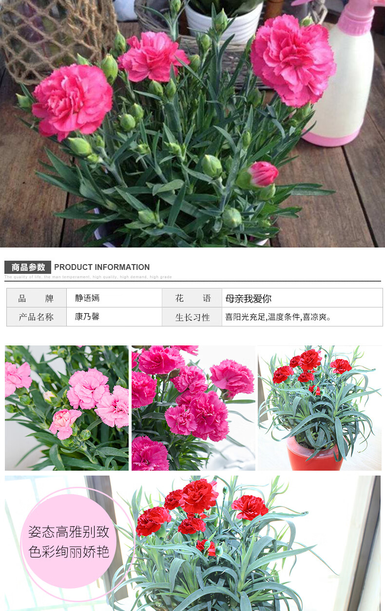 庭院室内客厅观花植物 母节绿植花卉 粉色康乃馨【带花苞发货 含盆