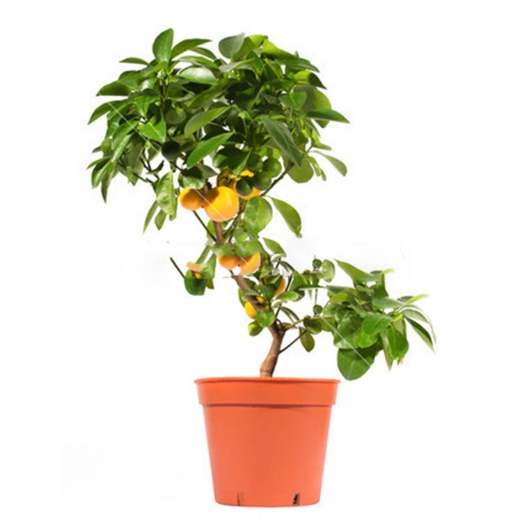 (红心冰糖血橙)橙子树苗当年结果南北方地栽盆栽庭院种植四季 一年苗