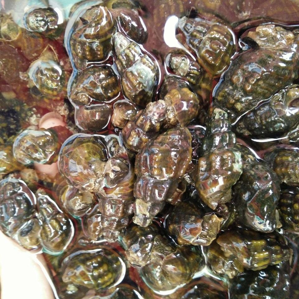 扭纹螺鲜活深山山坑螺爽口山坑螺螺丝螺水产3斤