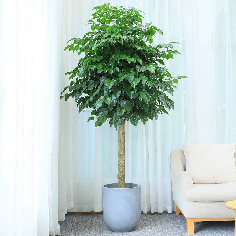 幸福树 盆栽单株 开业绿宝盆栽办公室室内客厅大型绿植花卉植物 1点6