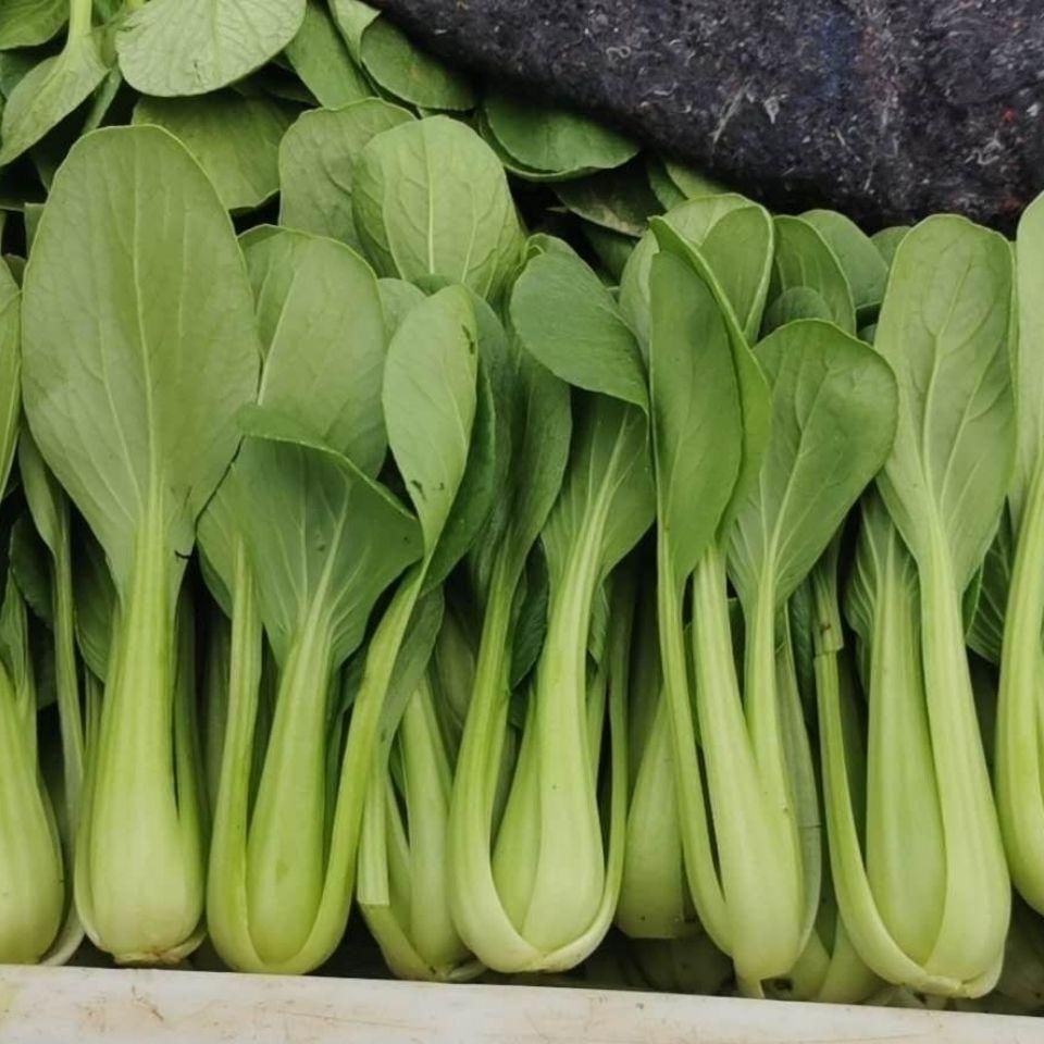 2021年农家自种新鲜上海青油菜,小白菜青菜自产自销精品.