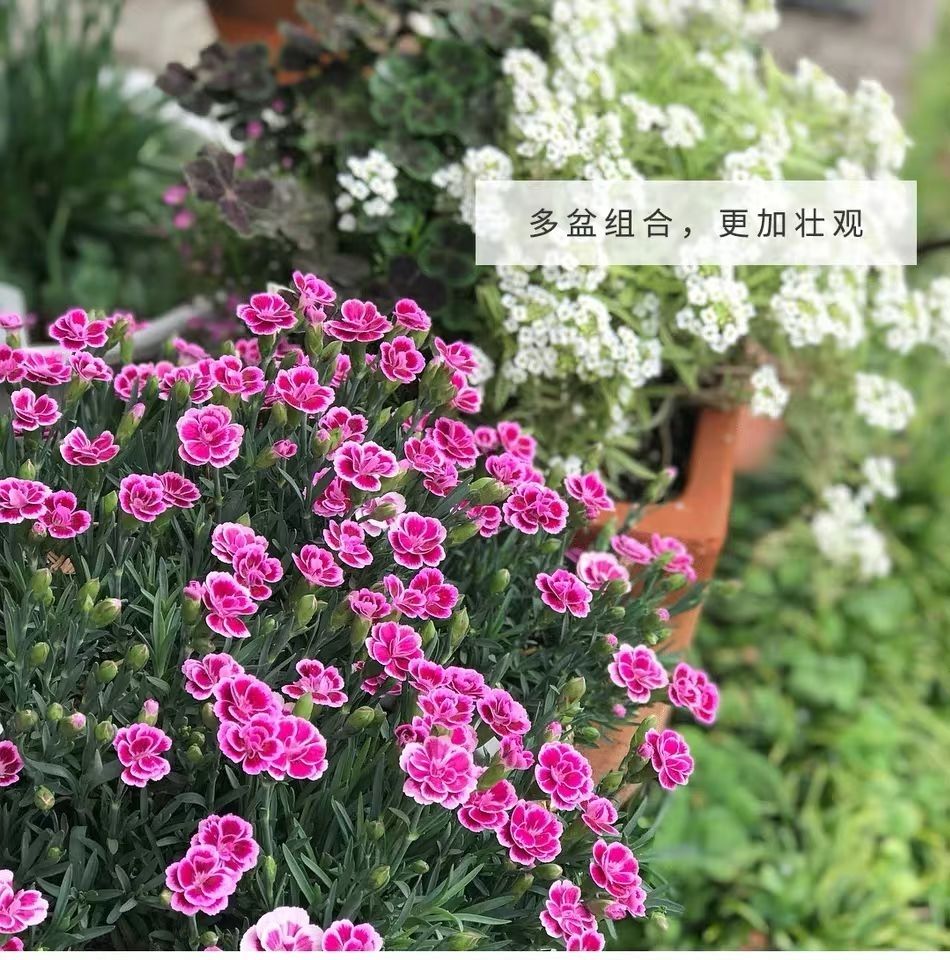 劲胜(jin sheng)欧石竹初吻盆栽耐寒地被绿植庭院草坪四季开花不易死