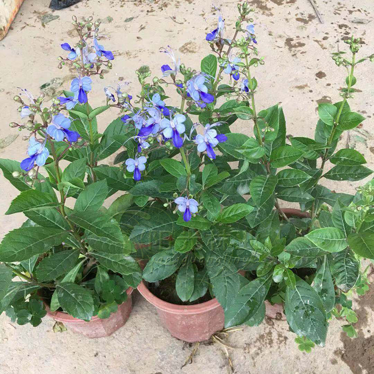 蓝蝴蝶花苗草本蝴蝶兰开花似群蝶飞舞花姿优雅室内室外盆栽 3年苗分枝