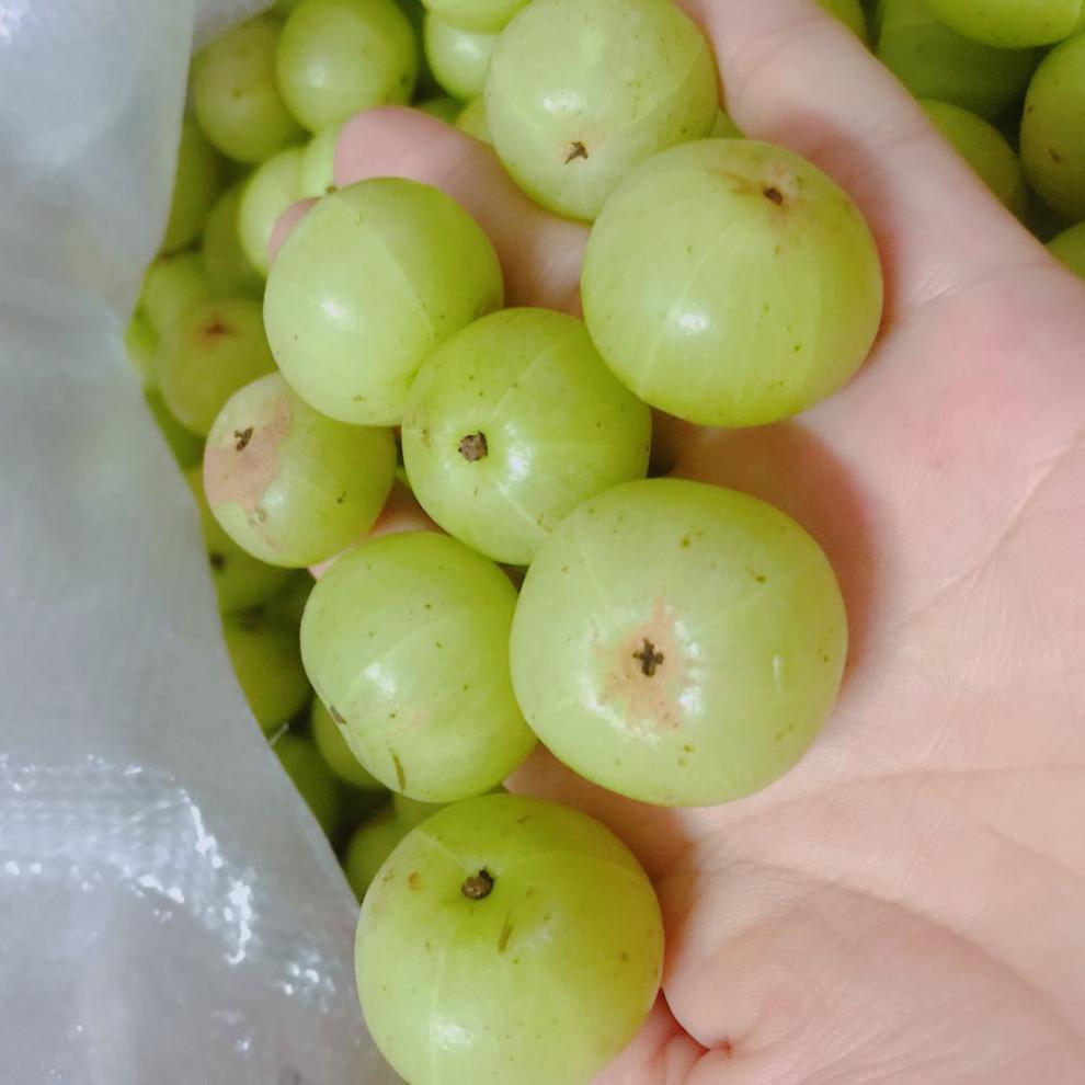 油甘油柑新鲜采摘余甘果牛甘果滇橄榄余甘子柿饼甜油甘种500克1包500