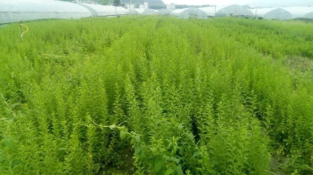 带根枸杞叶苗耐寒大叶枸杞菜新鲜枸杞老桩盆景煮汤食叶用嘉瑰1年苗6棵