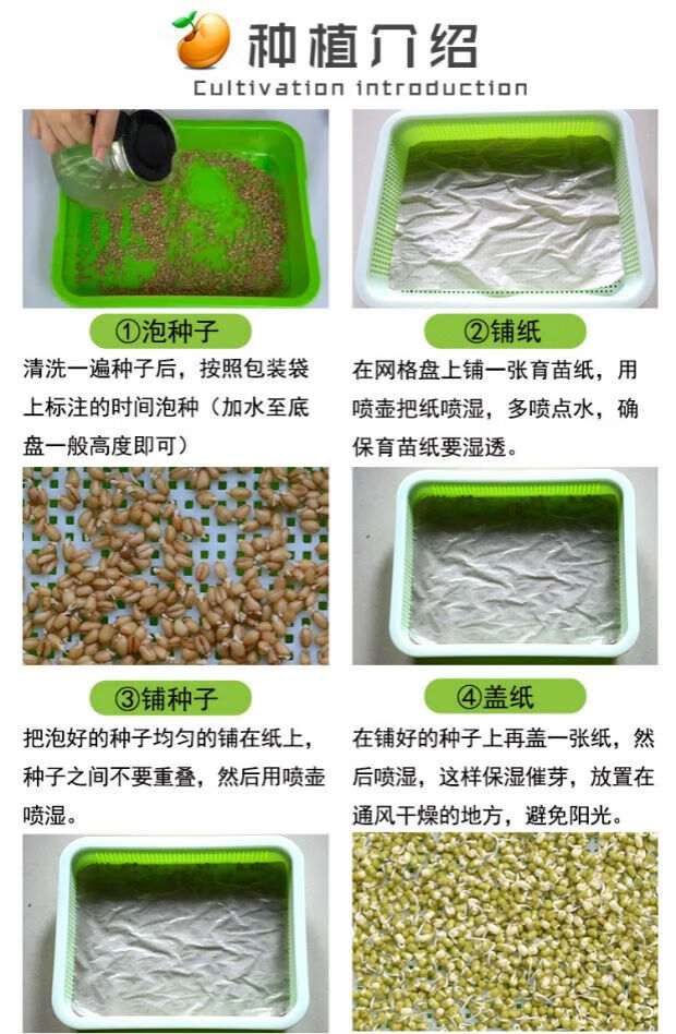 水培芽苗菜种子无土栽培豆芽菜豌豆苗四季阳台种蔬菜小麦空心菜籽 麻