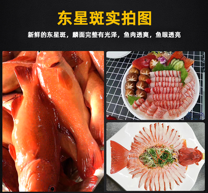 【顺丰】louise福建海捕东星斑2斤 鲜活石斑鱼生猛海鲜水产深海鱼燕尾