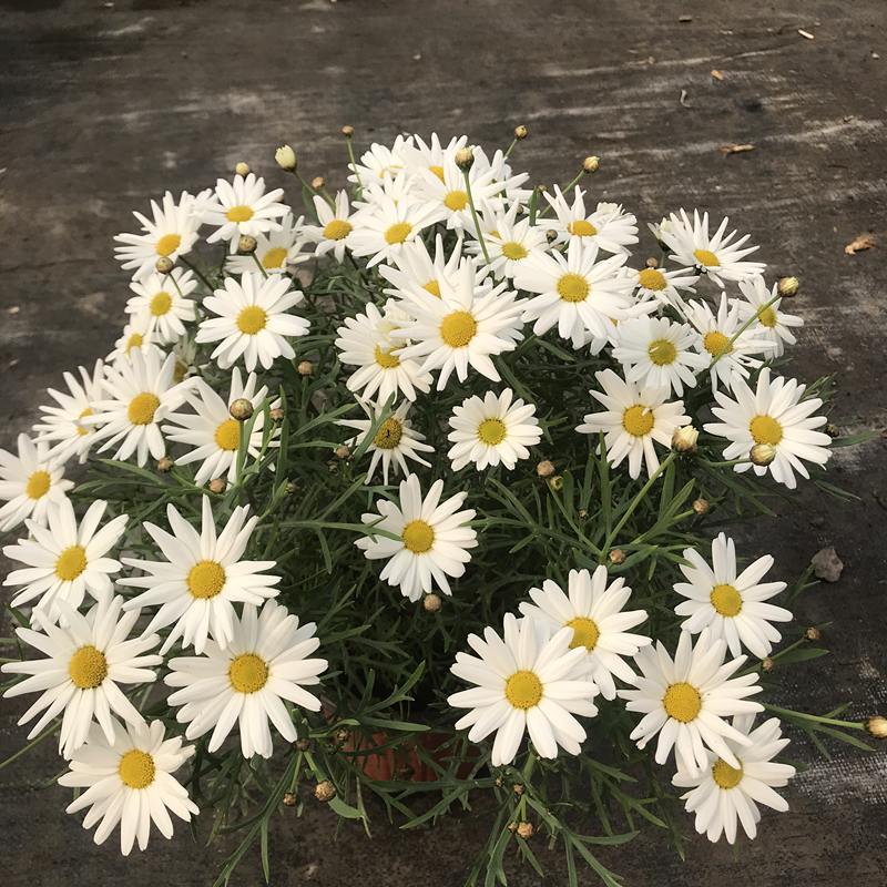 阳台庭院花卉黄金玛格丽特植物重瓣小雏菊超大盆玛格丽特黄色不含盆