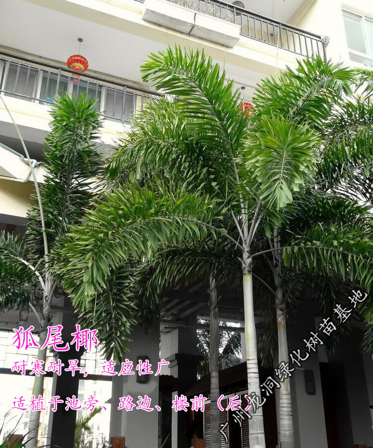 花姬澳大利亚狐尾椰子苗四季常绿观叶植物棕榈科狐尾椰苗庭院花园盆栽