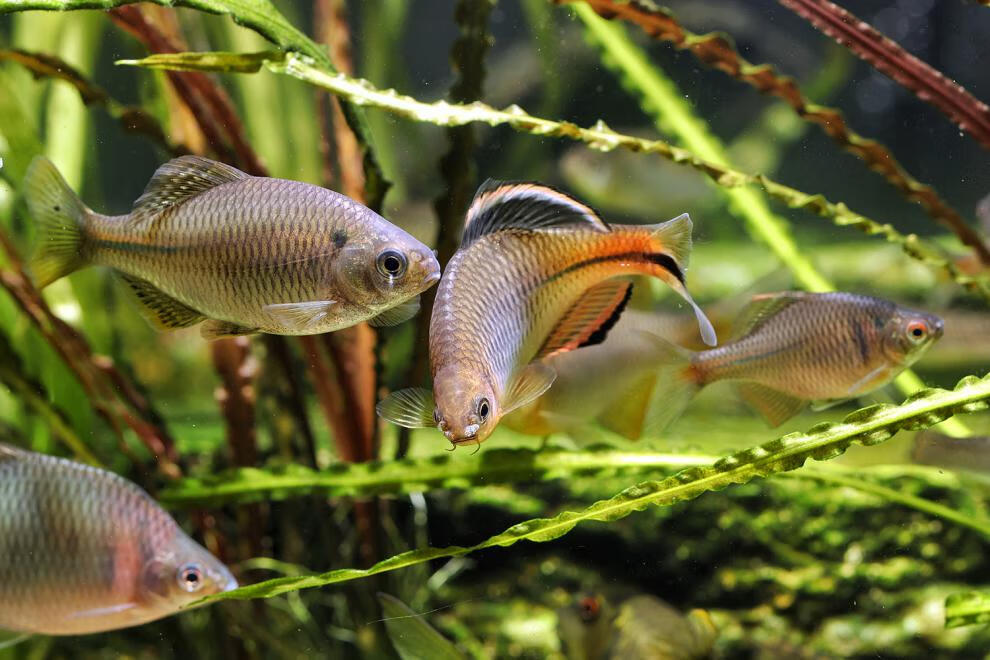 cmcm广东齐氏鱊鲤科鱼冷水原生鱼稀有彩石高体火山鳑鲏观赏鱼好养耐活