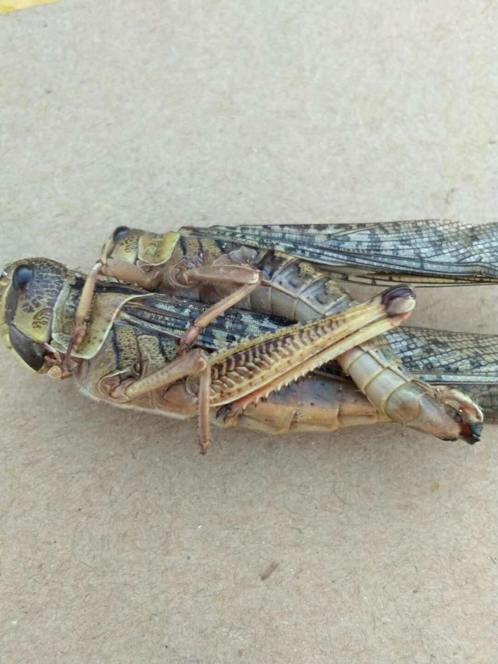 土蚂蚱 新鲜速冻蝗虫 东亚飞蝗食用昆虫 餐桌美食下酒菜 混装去翅三斤