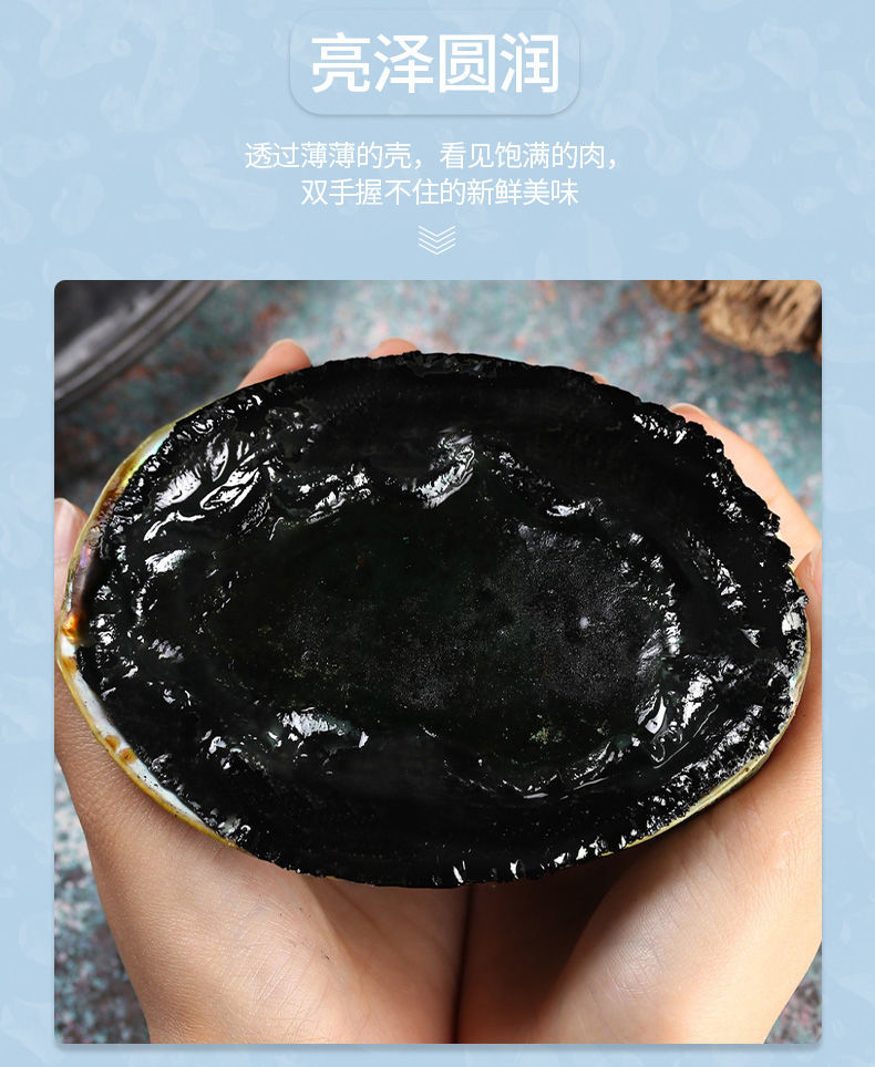 鲜活鲜船长黑金鲍新西兰大鲍鱼500600g冷冻刺身海鲜腾旺纳跃深海黑金