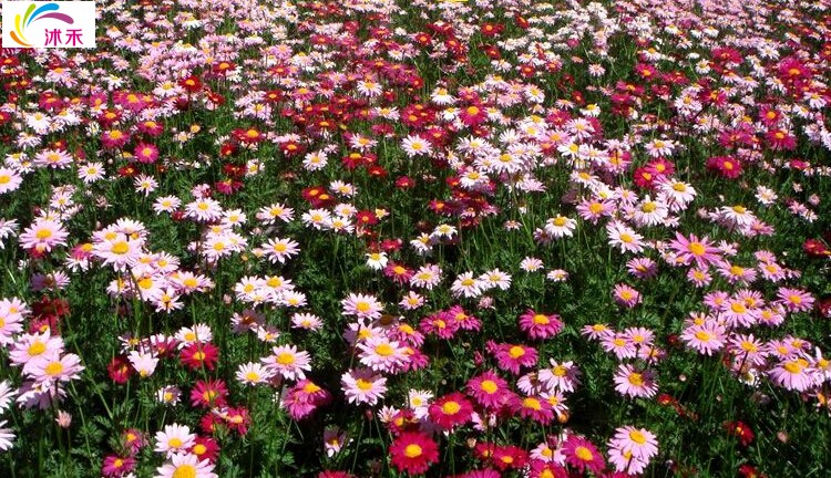 除虫菊驱蚊草 驱虫菊花种子 多年生花卉种子驱蚊阳台防虫四季盆栽 混