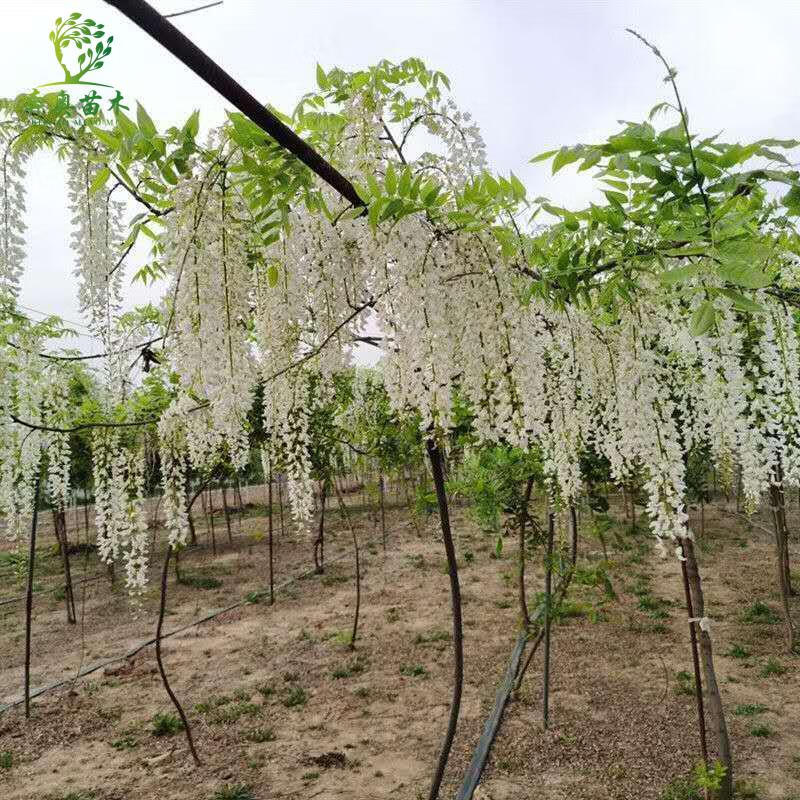 多花紫藤花苗 紫藤树苗 爬藤屋顶盆栽花园围墙庭院攀援 花卉 紫藤花苗
